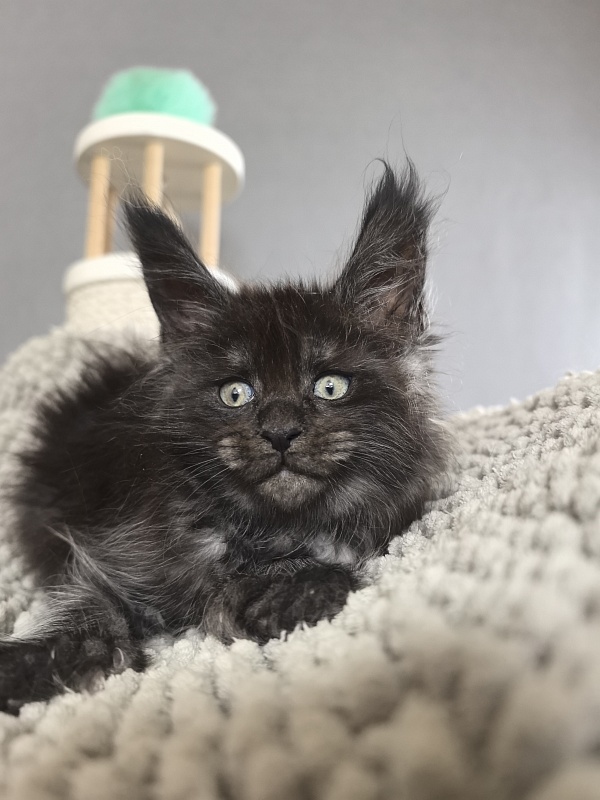 Fido Akbars - Kitten maine-coon 1 month 2.5 weeks