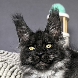 Fido Akbars (polydactyl)