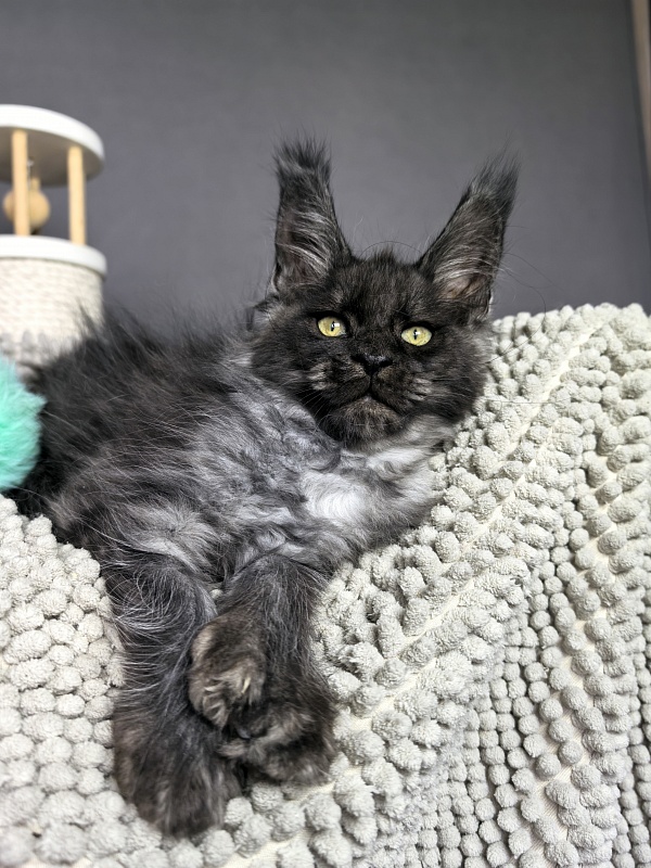 Fido Akbars (polydactyl) - Kitten maine-coon 2 months 2 weeks