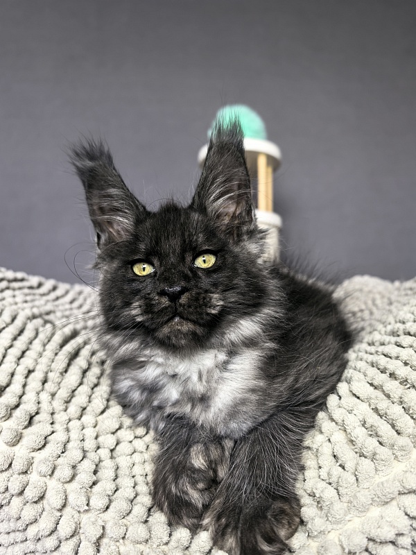 Fido Akbars (polydactyl) - Kitten maine-coon 2 months 2 weeks