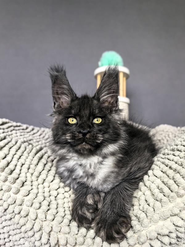 Fido Akbars (polydactyl) - Kitten maine-coon 2 months 2 weeks