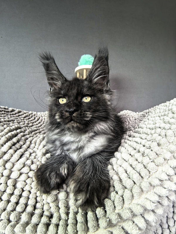 Fido Akbars (polydactyl) - Kitten maine-coon 2 months 2 weeks