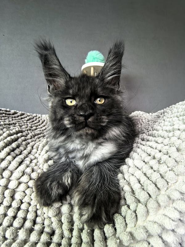 Fido Akbars (polydactyl) - Kitten maine-coon 2 months 2 weeks