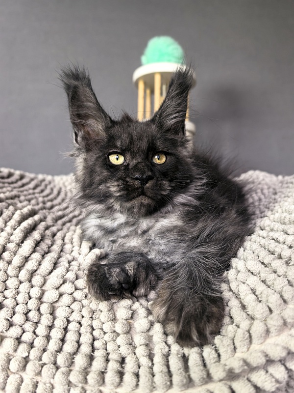 Fido Akbars (polydactyl) - Kitten maine-coon 2 months 2 weeks