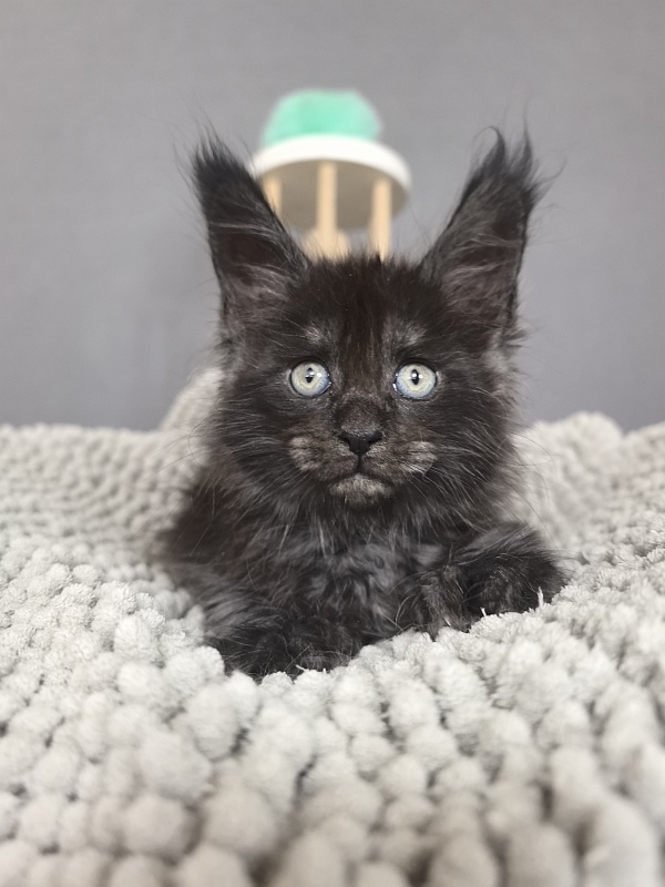 Fido Akbars - Kitten maine-coon 1 month 2.5 weeks