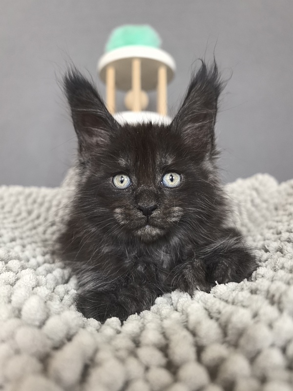 Fido Akbars - Kitten maine-coon 1 month 2.5 weeks