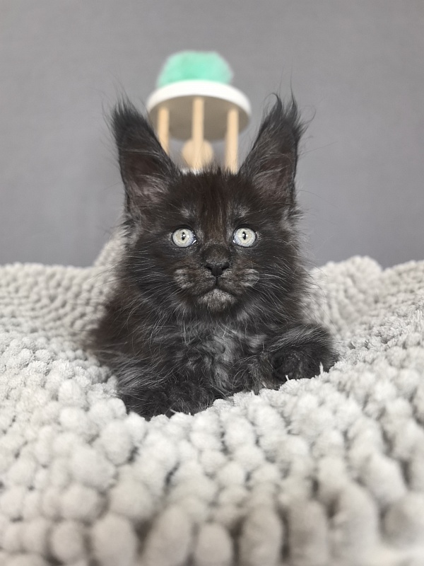 Fido Akbars - Kitten maine-coon 1 month 2.5 weeks