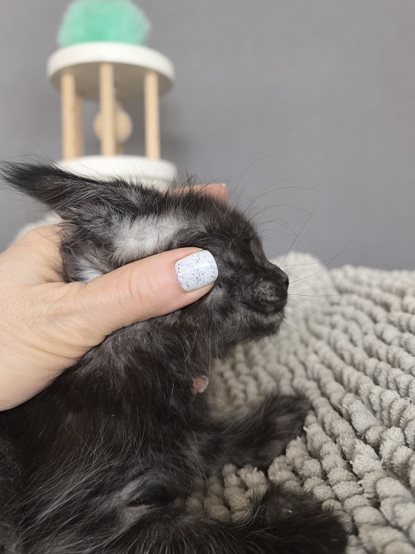 Fido Akbars - Kitten maine-coon 1 month 2.5 weeks