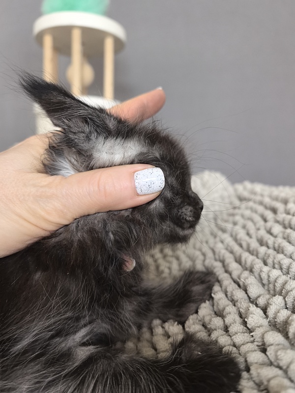 Fido Akbars - Kitten maine-coon 1 month 2.5 weeks