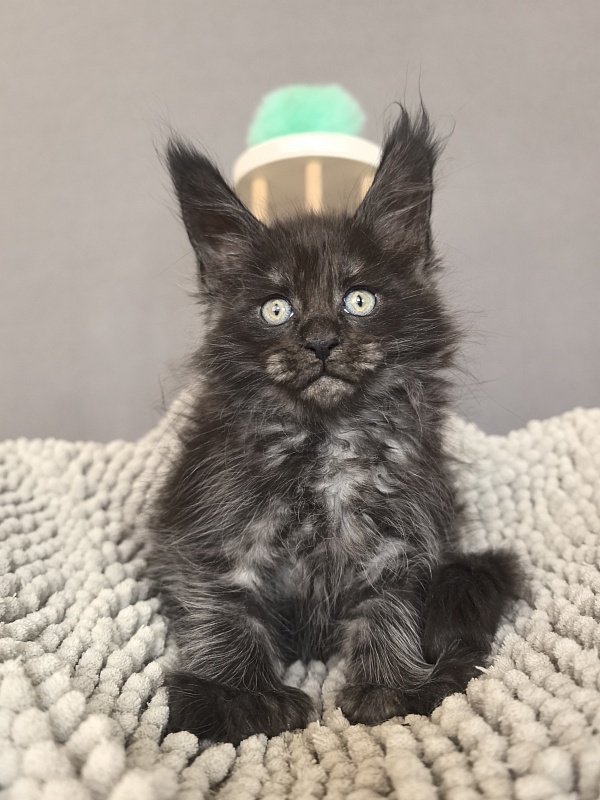 Fido Akbars - Kitten maine-coon 1 month 2.5 weeks