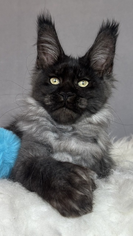 Fido Akbars (polydactyl) - Kitten maine-coon 3 months 2 weeks