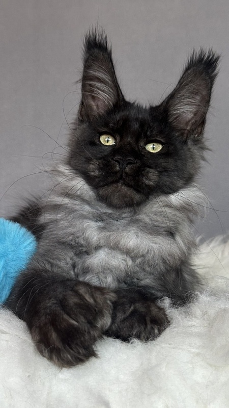 Fido Akbars (polydactyl) - Kitten maine-coon 3 months 2 weeks