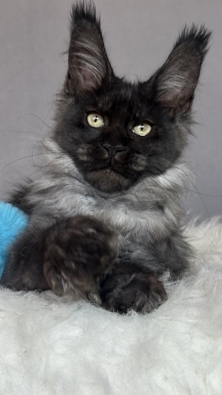Fido Akbars (polydactyl) - Kitten maine-coon 3 months 2 weeks