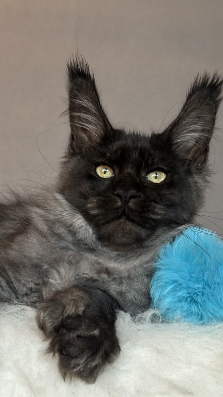 Fido Akbars (polydactyl) - Kitten maine-coon 3 months 2 weeks