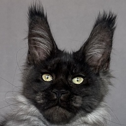 Fido Akbars (polydactyl)