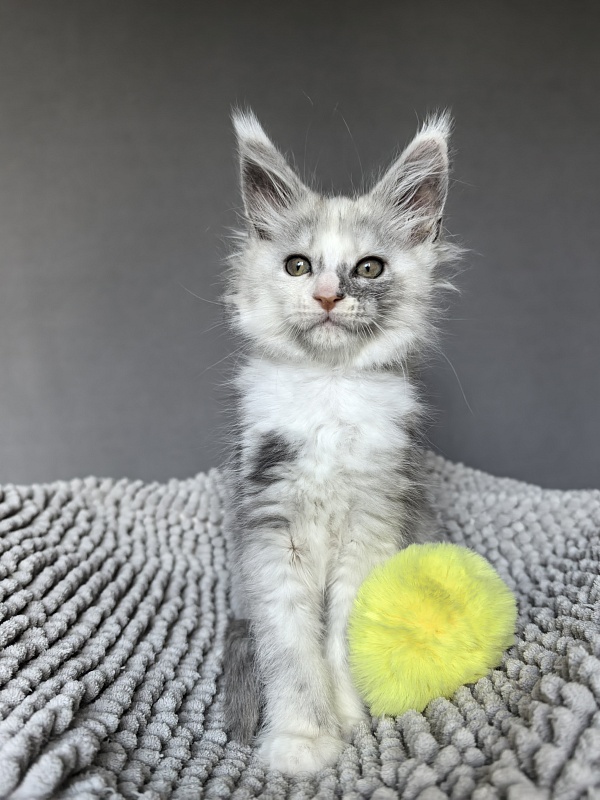 Hestia  Akbars - Kitten maine-coon 1 week