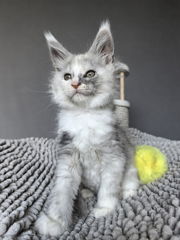 Hestia  Akbars - Kitten maine-coon 1 week