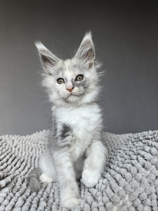 Hestia  Akbars - Kitten maine-coon 1 week
