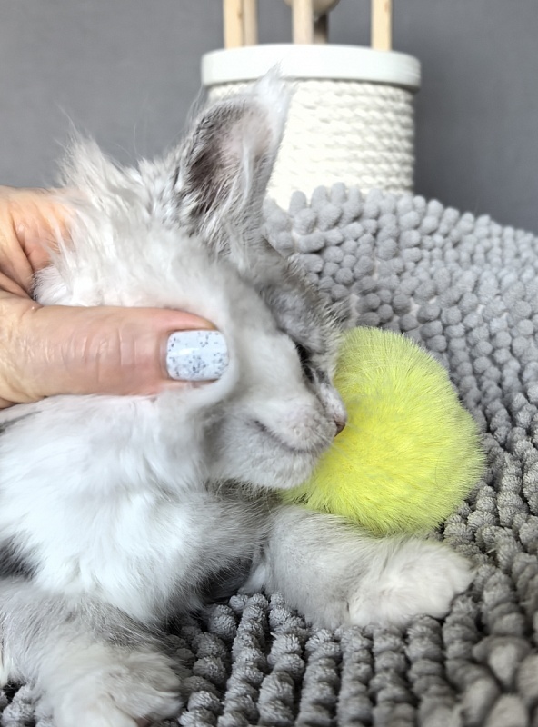 Hestia  Akbars - Kitten maine-coon 1 week