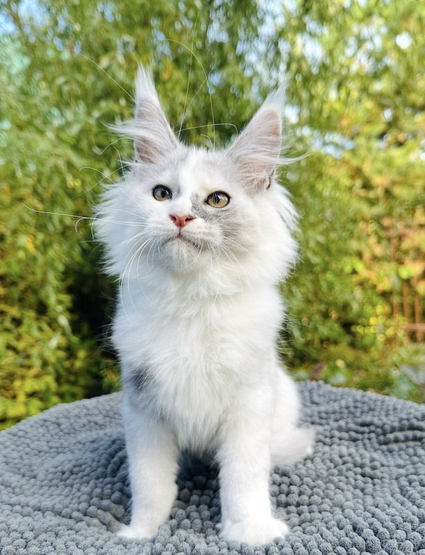 Hestina   Akbars - Kitten maine-coon 3 months 0.5 weeks