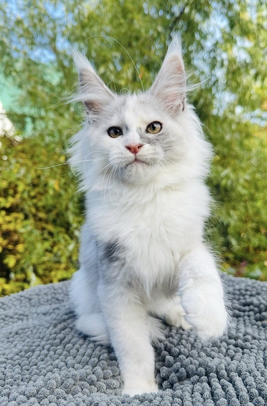 Hestina   Akbars - Kitten maine-coon 3 months 0.5 weeks