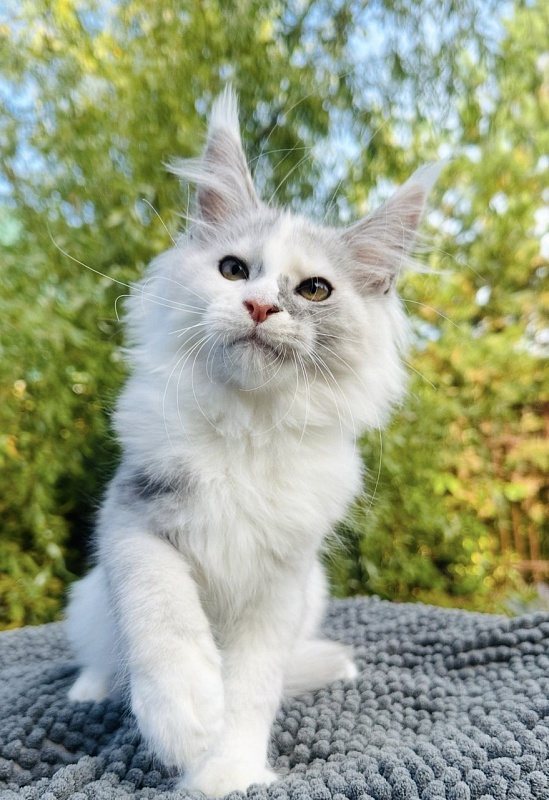 Hestina   Akbars - Kitten maine-coon 3 months 0.5 weeks