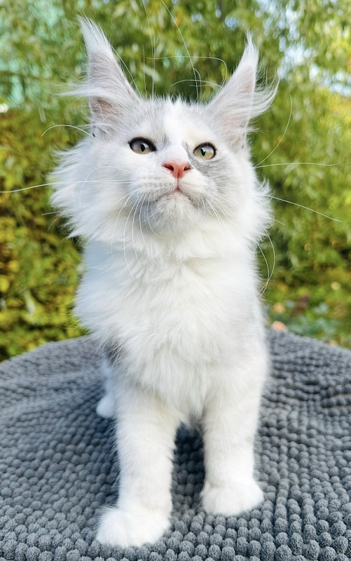Hestina   Akbars - Kitten maine-coon 3 months 0.5 weeks
