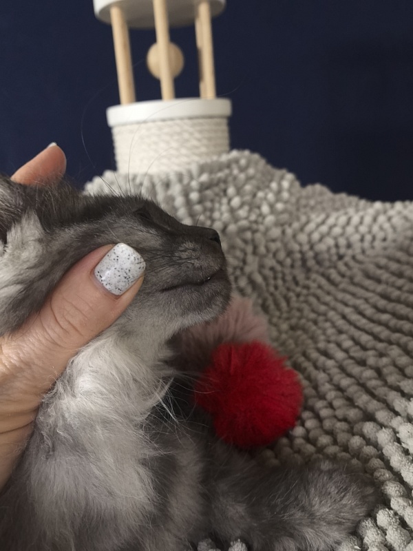 Calva Akbars - Kitten maine-coon 2 months 3.5 weeks