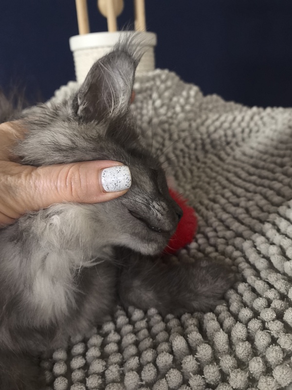 Calva Akbars - Kitten maine-coon 2 months 3.5 weeks
