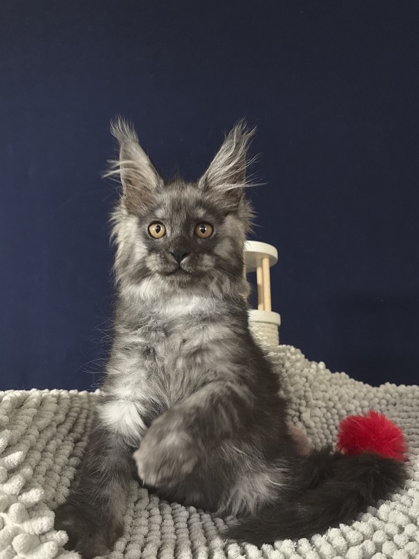 Calva Akbars - Kitten maine-coon 2 months 3.5 weeks