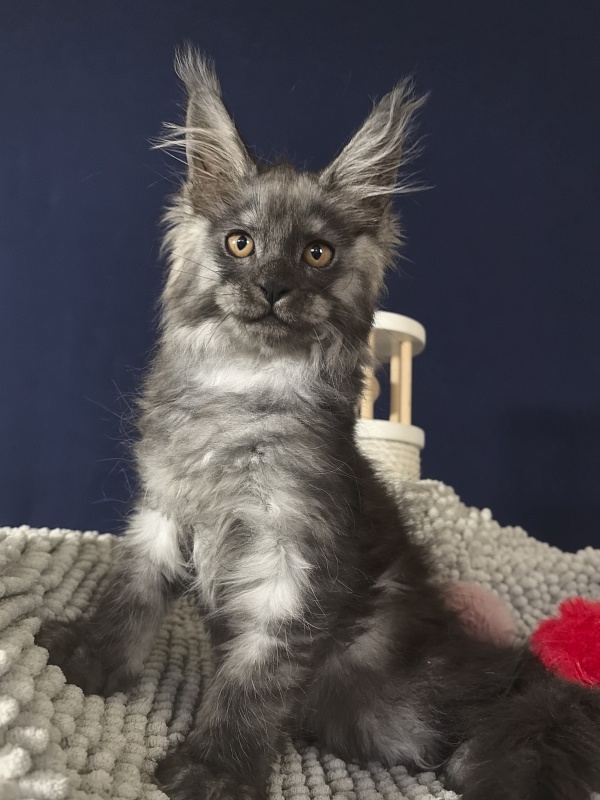 Calva Akbars - Kitten maine-coon 2 months 3.5 weeks