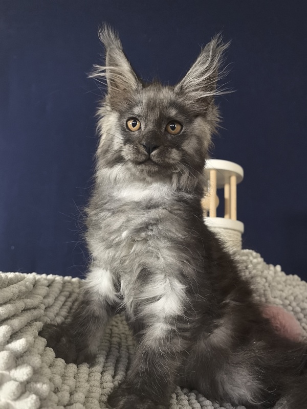 Calva Akbars - Kitten maine-coon 2 months 3.5 weeks