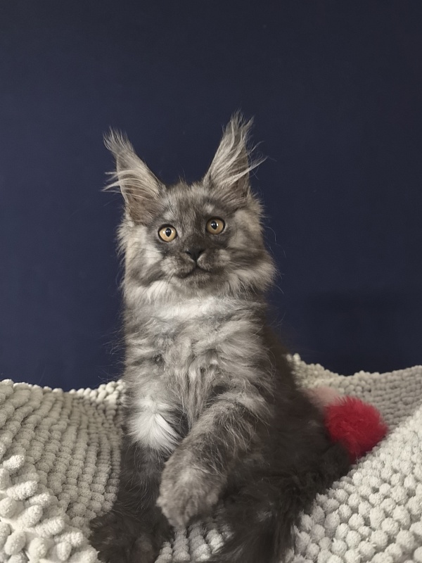 Calva Akbars - Kitten maine-coon 2 months 3.5 weeks