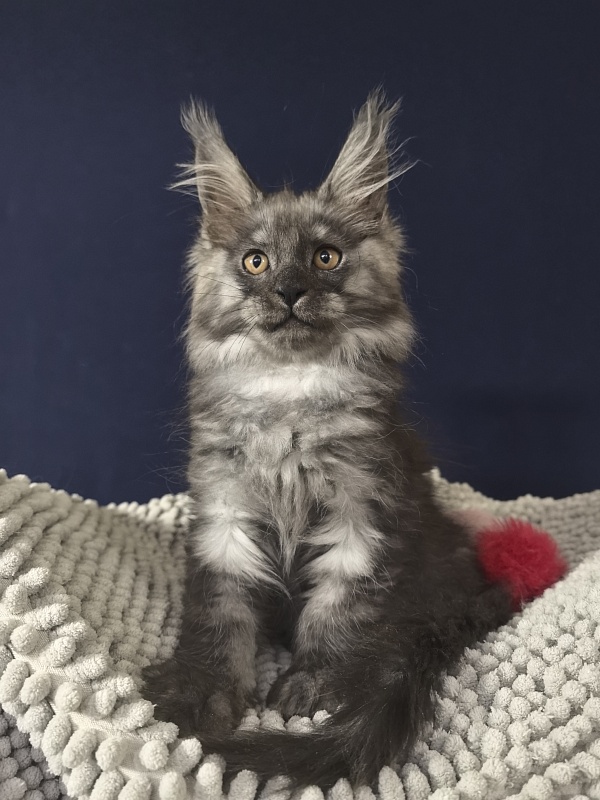 Calva Akbars - Kitten maine-coon 2 months 3.5 weeks