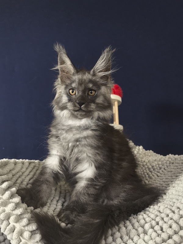 Calva Akbars - Kitten maine-coon 2 months 3.5 weeks
