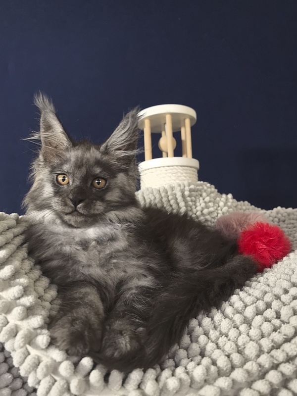Calva Akbars - Kitten maine-coon 2 months 3.5 weeks