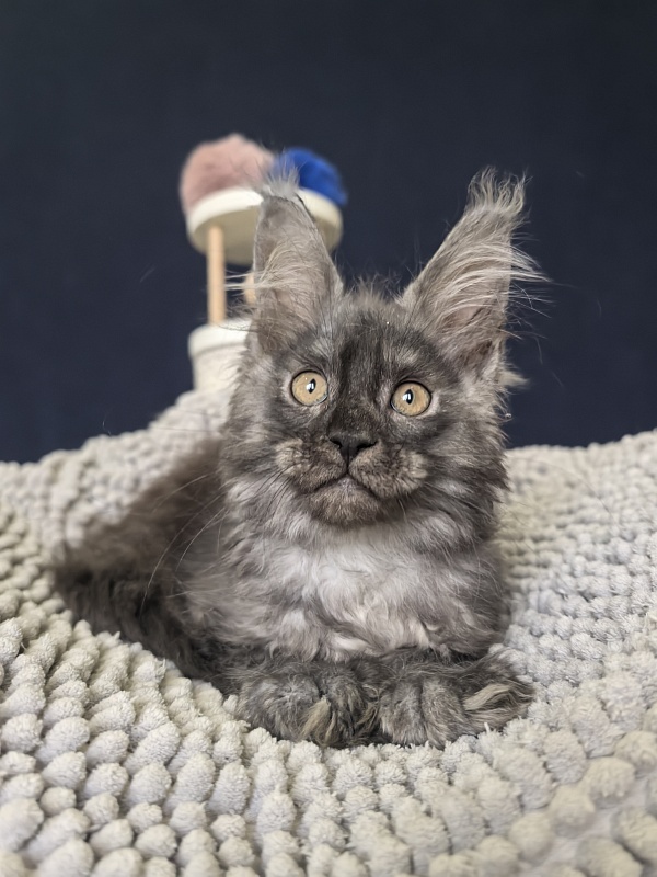 I*Van Akbars (polydactyl) - Kitten maine-coon 2 months 2.5 weeks