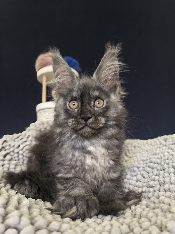 I*Van Akbars (polydactyl) - Kitten maine-coon 2 months 2.5 weeks