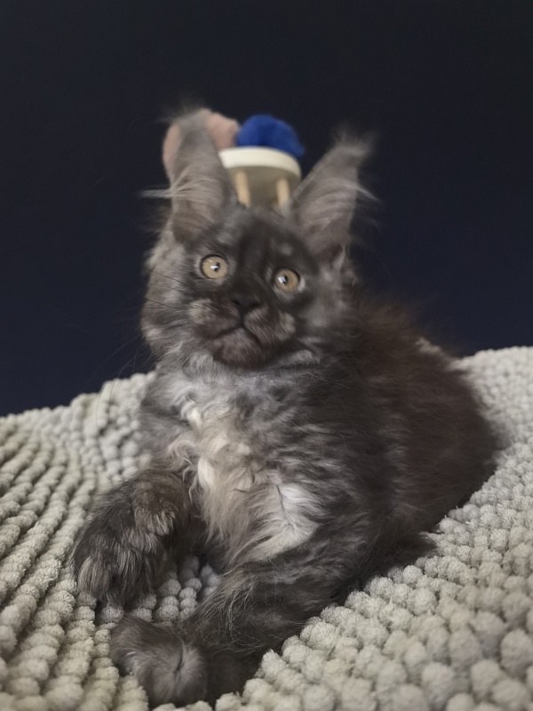 I*Van Akbars (polydactyl) - Kitten maine-coon 2 months 2.5 weeks