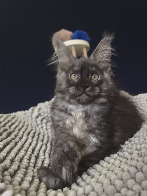 I*Van Akbars (polydactyl) - Kitten maine-coon 2 months 2.5 weeks