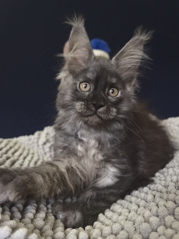 I*Van Akbars (polydactyl) - Kitten maine-coon 2 months 2.5 weeks