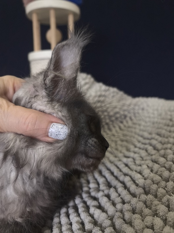 I*Van Akbars (polydactyl) - Kitten maine-coon 2 months 2.5 weeks