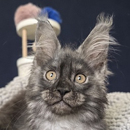 I*Van Akbars (polydactyl)