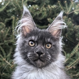 I*Vor Akbars PET (polydactyl)