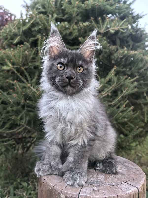 I*Vor Akbars PET (polydactyl) - Kitten maine-coon 3 months 3.5 weeks