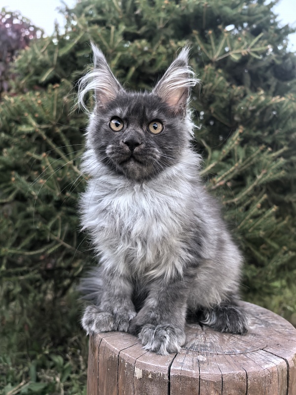 I*Vor Akbars PET (polydactyl) - Kitten maine-coon 3 months 3.5 weeks