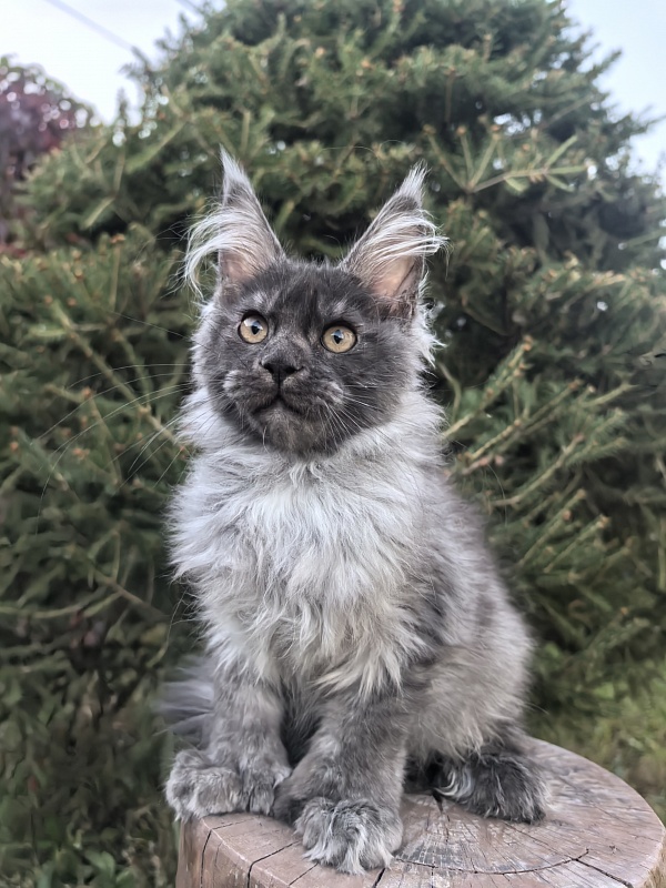 I*Vor Akbars PET (polydactyl) - Kitten maine-coon 3 months 3.5 weeks