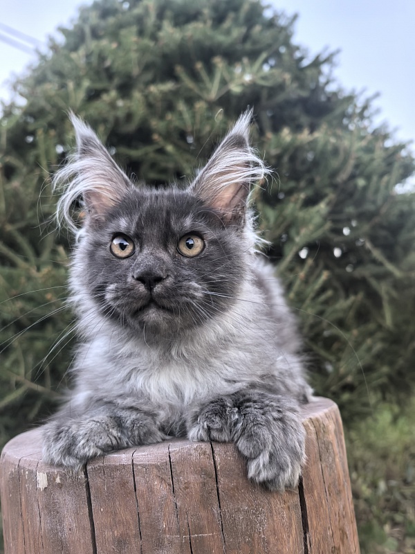 I*Vor Akbars PET (polydactyl) - Kitten maine-coon 3 months 3.5 weeks
