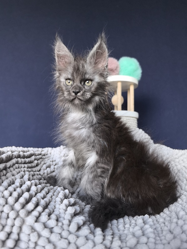 I*Vor Akbars (polydactyl) - Kitten maine-coon 1 month 3 weeks