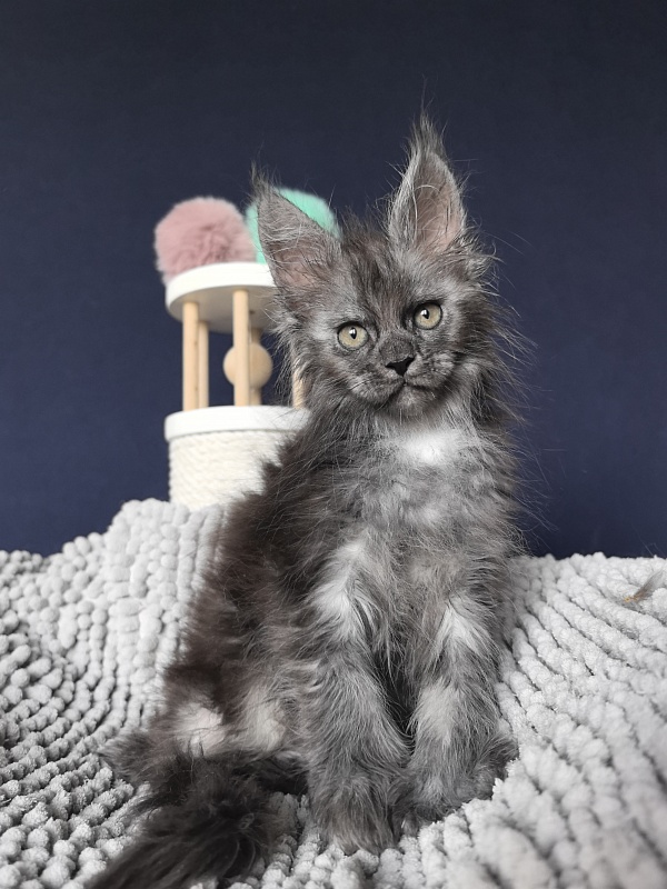 I*Vor Akbars (polydactyl) - Kitten maine-coon 1 month 3 weeks